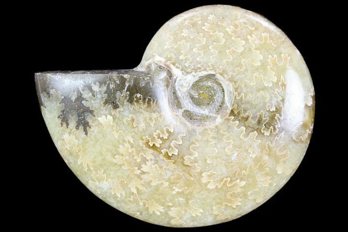 Polished, Agatized Ammonite (Cleoniceras) - Madagascar #119111